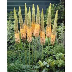 Eremurus, Foxtail Lilies Cleopatra  - XL pack - 50 pcs