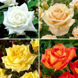 Růže velkokvětá (Grandiflora) - výběr z půvabných odrůd - čtyři semenáčky - 