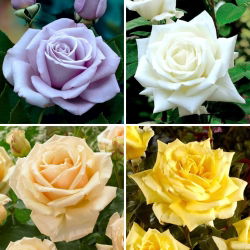 Rosa a fiore grande (Grandiflora) - selezione di varietà abbaglianti - quattro piantine - 