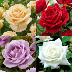 Velkokvětá (Grandiflora) růže - výběr velkolepých odrůd - čtyři sazenice - 
