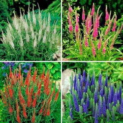 Speedwell sadnice - izbor od 4 sorte cvjetnica