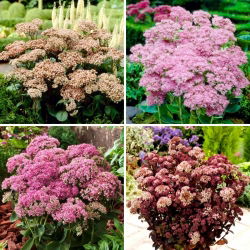 Stonecrop Sedum frøplanter - utvalg av 4 blomstrende plantesorter