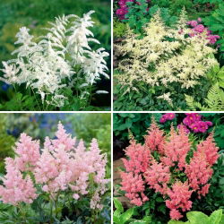 Falskt getskägg (Astilbe) plantor - urval av 4 blommande växtsorter