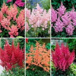 Falsk getskägg (Astilbe) plantor - urval av 6 blommande växtsorter