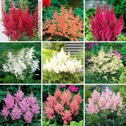Falskt getskägg (Astilbe) plantor - urval av 9 blommande växtsorter