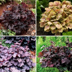 Alumroot zaailingen - selectie van 4 bloeiende plantensoorten - 