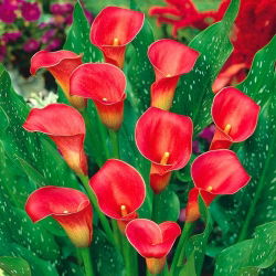 Zantedeschia, Calla Lily Red - XL pakuotė - 50 vnt.