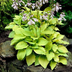 Hosta, Plantain Lily August Moon - stort paket! - 10 st