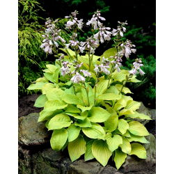 Hosta, Plantain Lily August Moon - stort paket! - 10 st