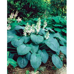 Hosta, Plantain Lily Elegans - stort paket! - 10 st