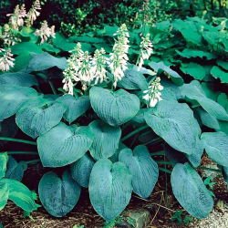 Hosta, Plantain Lily Elegans - stort paket! - 10 st
