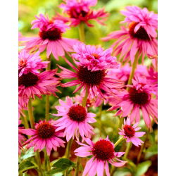 Echinacea, Coneflower Double Decker - XL förpackning - 50 st