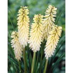Kniphofia, Red Hot Poker, Tritoma White - XL iepakojumā - 50 gab.