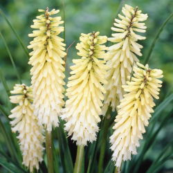 Kniphofia, Red Hot Poker, Tritoma White - XL iepakojumā - 50 gab.