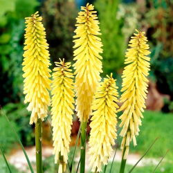 Kniphofia, Red Hot Poker, Tritoma Percy's Pride - liela pakete! - 10 gab.