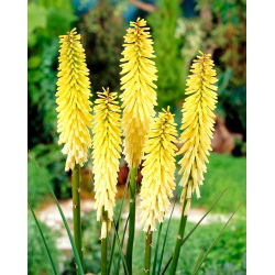Kniphofia, Red Hot Poker, Tritoma Percy's Pride - liela pakete! - 10 gab.
