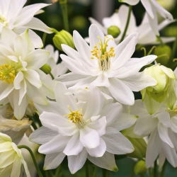 Aquilegia, Columbine, Granny's Bonnet White Barlow - XL pakiranje - 50 kom