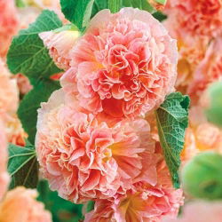 Alcea, Hollyhocks Peaches and Dreams - XL iepakojums - 50 gab.