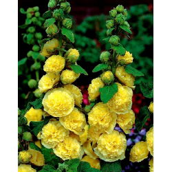 Alcea, Hollyhocks Yellow - XL iepakojums - 50 gab.