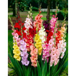 Gladiolus MIX - XXL - pakke med 3 stk