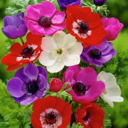 Mix Anemone De Caen - Pachet XXXL 400 buc.