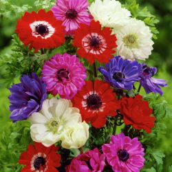 Mix Anemone St Brigid - XXXL pachet 400 buc.
