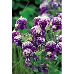 Aquilegia, Columbine, Granny's Bonnet Double Dark Blue &amp; White - stort paket! - 10 st
