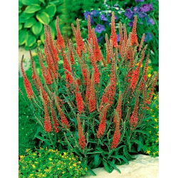 Veronica, Speedwell Red - XL balení - 50 ks.