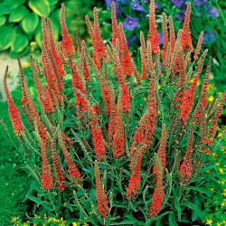 Veronica, Speedwell Red - XL balení - 50 ks.