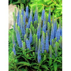 Veronica, Speedwell Light Blue -  large package! - 10 pcs