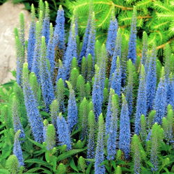 Veronica, Speedwell Light Blue -  large package! - 10 pcs