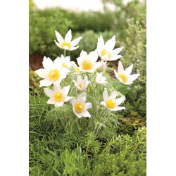 Flor de Pasque - flores brancas - mudas; pasqueflower, flor de pasque comum, pasqueflower europeu - pacote XL - 50 unidades