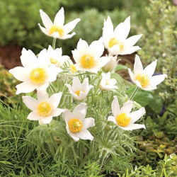 Flor de Pasque - flores brancas - mudas; pasqueflower, flor de pasque comum, pasqueflower europeu - pacote XL - 50 unidades