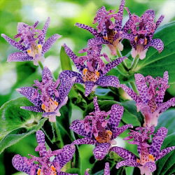 Tricyrtis, Toad Lilies Dark Beauty - iso paketti! - 10 kpl