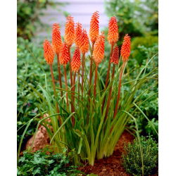 Kniphofia, Red Hot Poker, Tritoma Orange - XL iepakojums - 50 gab.