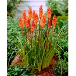 Kniphofia, Red Hot Poker, Tritoma Orange - large package! - 10 pcs