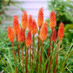 Kniphofia, Red Hot Poker, Tritoma Orange - голям пакет! - 10 бр - 