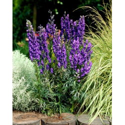 Munkhuva, akonit - Aconitum - rotuppsättning; varg-bane, leopard-bane, mousebane, kvinnobana, djävulens hjälm, drottning av gifter, blå raket - stort paket! - 10 st