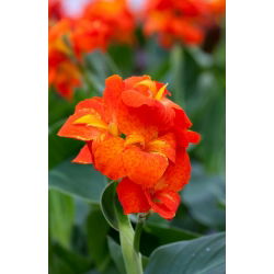 Canna-Lilie - Happy Cleo - XL-Packung - 50 Stk - 