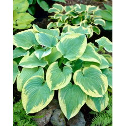 Hosta 'Robert Frost'; groblad lilja, giboshi - stort paket! - 10 st