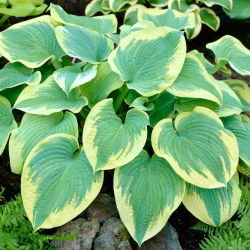 Hosta 'Robert Frost'; groblad lilja, giboshi - stort paket! - 10 st