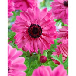 Anemone Admiral - pachet XXXL 400 buc.