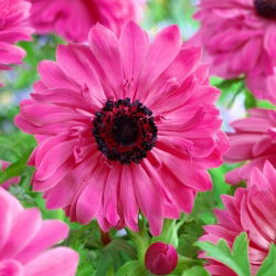 Anemone Admiral - pachet XXXL 400 buc.