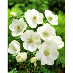 Anemone Mireasa - XXXL pachet 400 buc.