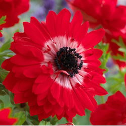 Anemone Governor - Pachet XXXL 400 buc.