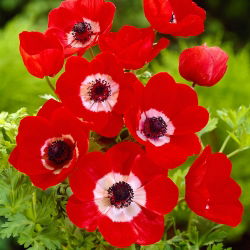 Anemone Hollandia - XXXL pachet 400 buc.
