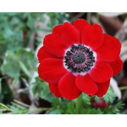 Anemone Hollandia - XXXL pachet 400 buc.