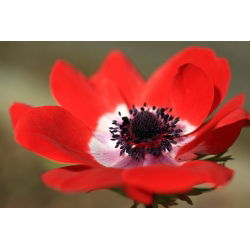 Anemone Hollandia - XXXL pachet 400 buc.