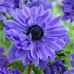 Anemone Lord Locotenent - Pachet XXXL 400 buc.