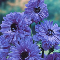 Anemone Lord Locotenent - Pachet XXXL 400 buc.